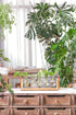 Glass Planter Bulb Vase with Retro Solid Wooden Stand and Metal Swivel Holder for Hydroponics Plants